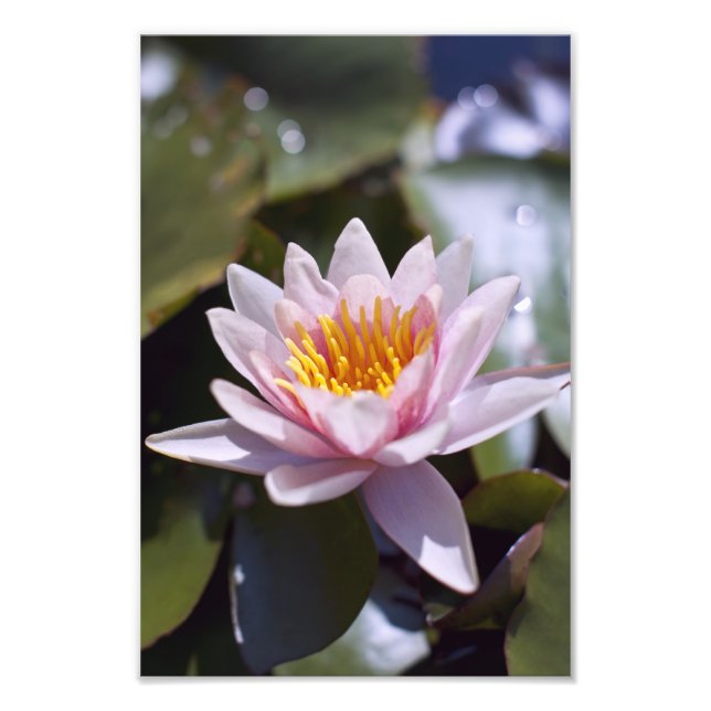 Photo Hardy Water Lily (Devant)