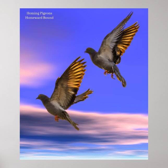 Photo Homing Pigeon pour Poster (Devant)