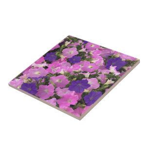 Photo Image Of Morning Glory Pink & Purple Flowers Tile