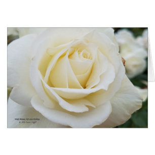 Photo immaculée de rose blanc