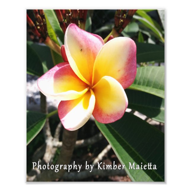 Photo Impression 8x10 - Plumeria rose et jaune (Devant)
