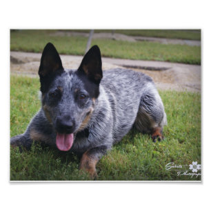 Photo Impression de Blue Heeler 1