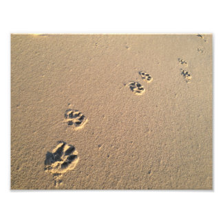 Photo Impression de chien dans le sable