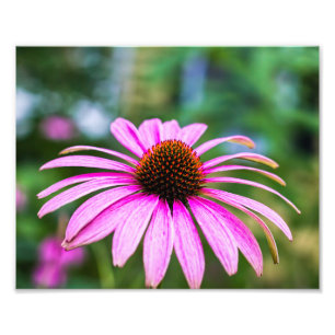 Photo Impression de fleurs de cône violet