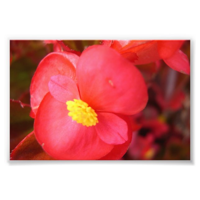 Photo Impression de fleurs rouges (Devant)