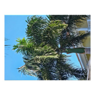 Photo Impression de palmier