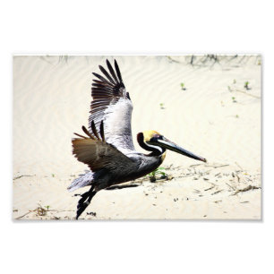 Photo Impression de Pélican, Art Mural, Cadeaux, Oiseaux