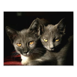 Photo Impression de photos de chats