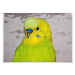 Photo Impression Perruche Jaune