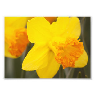Photo Impression photographique - jonquilles