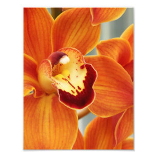 Photo Impression photographique Orchidées