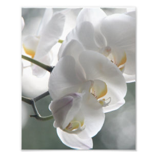 Photo Impression photographique Orchidées blanches