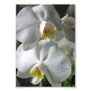 Photo Impression photographique Orchidées blanches