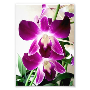 Photo Impression photographique Orchidées violettes