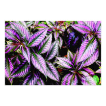 Impression photographique 'Violet'