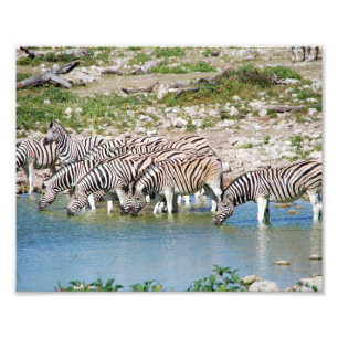 Photo Impression photographique Zèbres