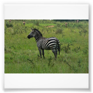Photo Impression Zebra