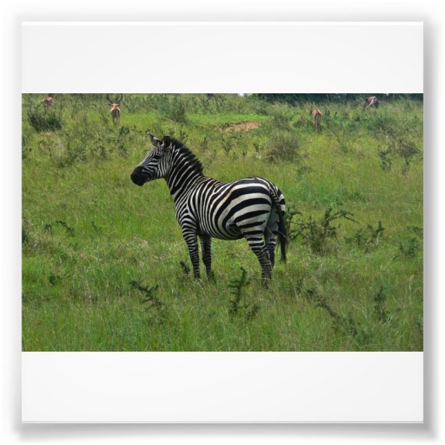 Photo Impression Zebra (Devant)