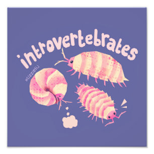 Photo Introvertébrés isopodes - impression d'art moyen