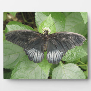Photo Jolie plaque de papillon et de fleurs tropicales