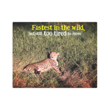 Photo Lazy cheetah