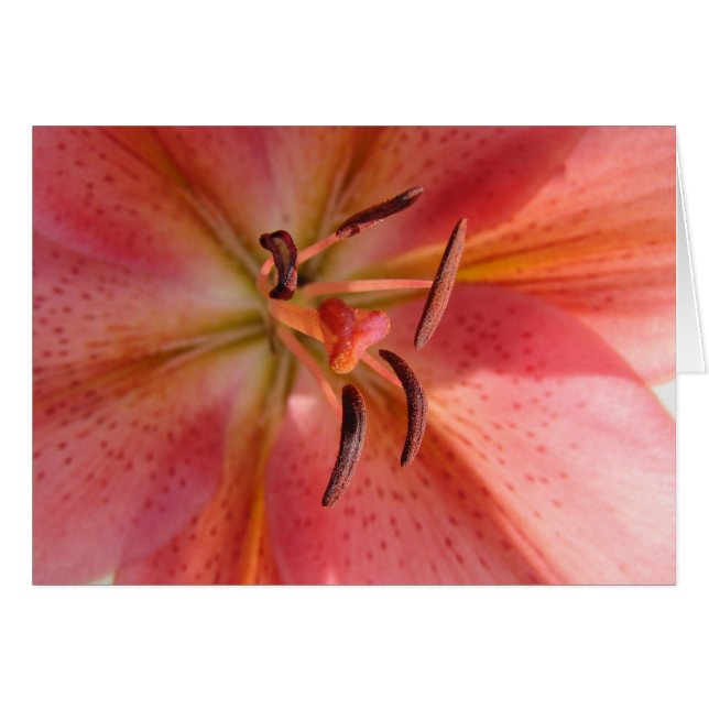Photo Lily Macro (Devant horizontal)