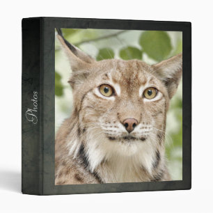 Photo lynx , cat , animals . binder