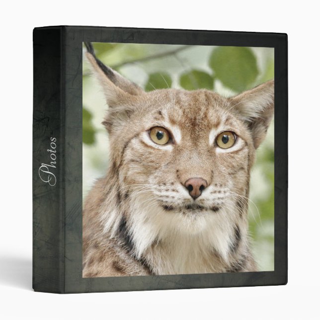 Photo lynx , cat , animals . binder (Front/Spine)