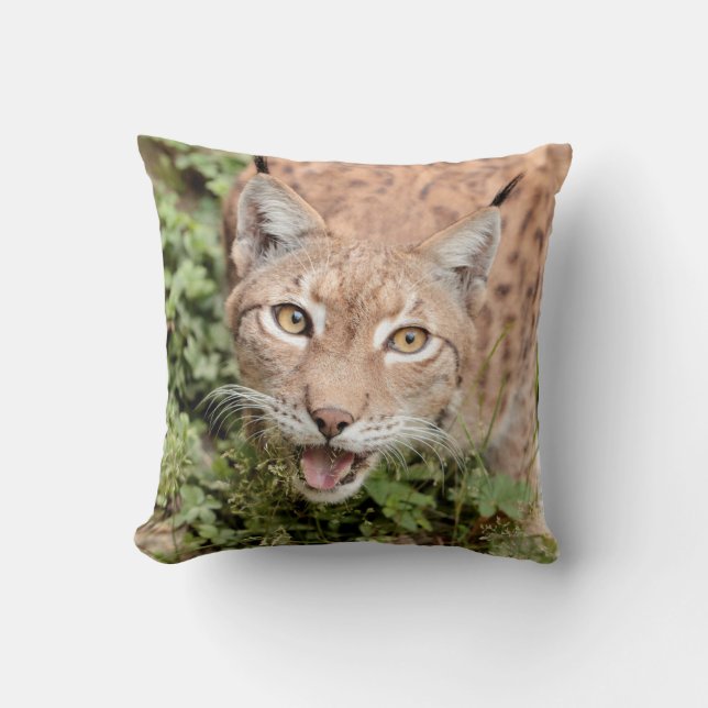 Photo lynx , cat , animals . throw pillow (Front)