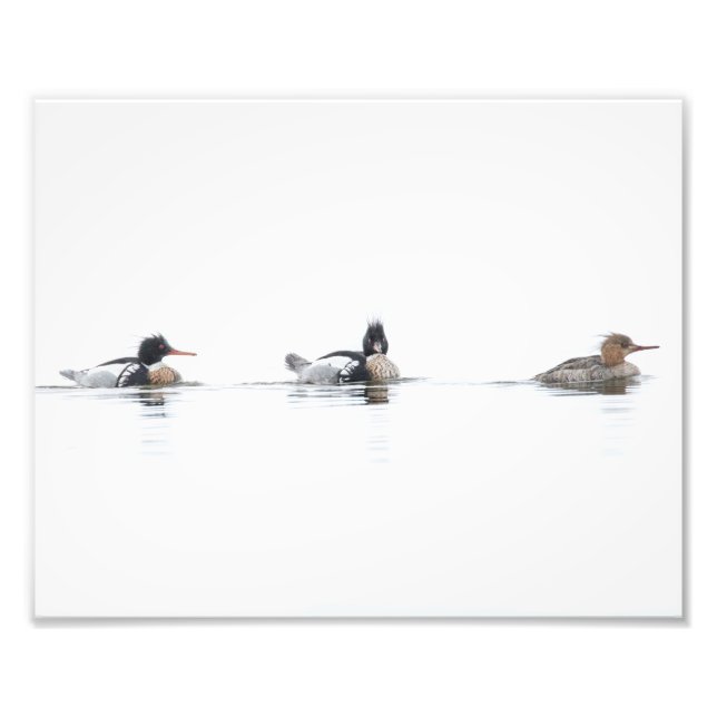 Photo Merganser à poitrine rouge Imprimer sur Fogg (Devant)