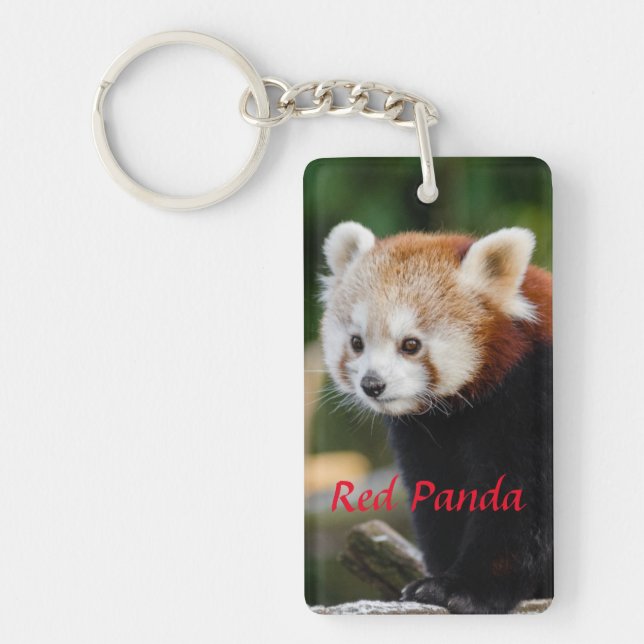 Photo mignonne de panda rouge (Devant)