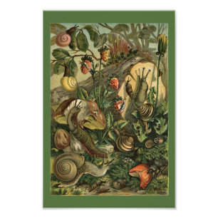Photo Mollusques terrestres Escargots Impression vintage