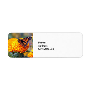 Photo Monarch Butterfly Marigold