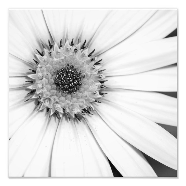 Photo monochrome de la marguerite africaine (Devant)
