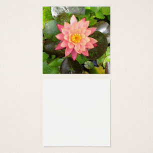 Photo nénuphar rose