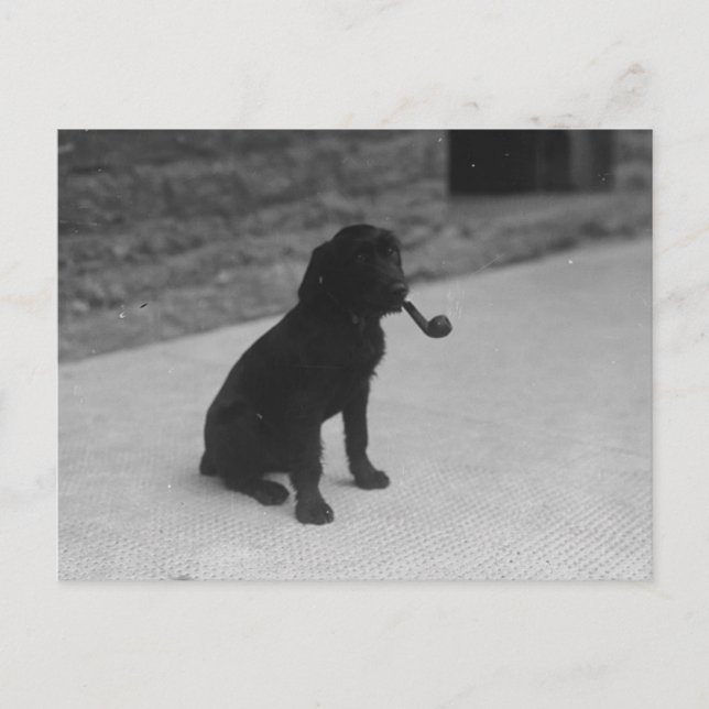 Photo noir et blanc Chien Fumer Pipe Carte postale (Devant)