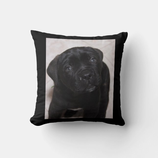 Photo noire de coussin de chiot (Recto)