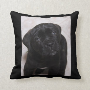 Photo noire de coussin de chiot