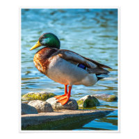 Œuvre d'art murale Canard colvert | Impression de