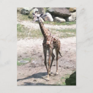 Photo of a baby giraffe walking in nature postcard