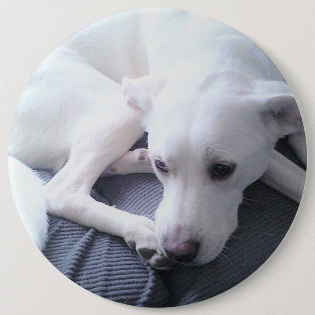Photo of a Beautiful White Labrador Retriever Mix  6 Inch Round Button (Front)