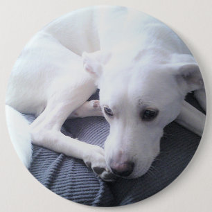 Photo of a Beautiful White Labrador Retriever Mix  6 Inch Round Button