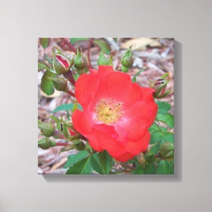 photo of a coral coloured open rose canvas print