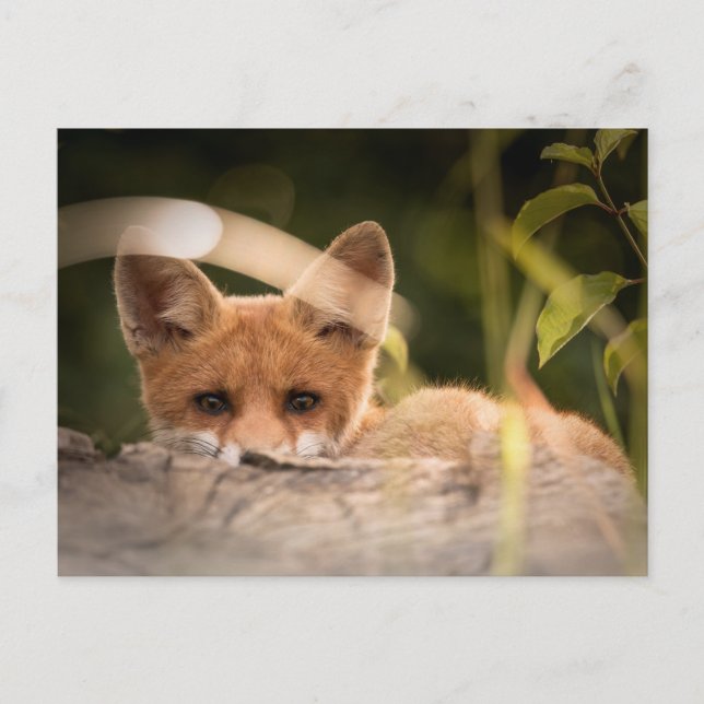 Photo of a Cute Little Fox Postcard (Front)