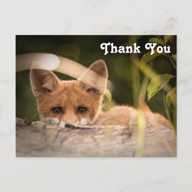Photo of a Cute Little Fox Thank You Postcard (Front)