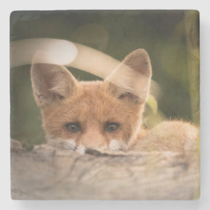 Photo of a Cute Little Orange Fox Stone Coaster