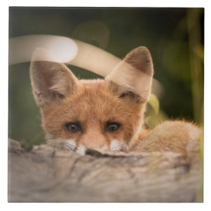 Photo of a Cute Little Orange Fox Tile