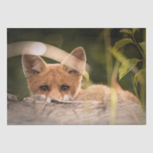Photo of a Cute Little Orange Fox Tissue Paper