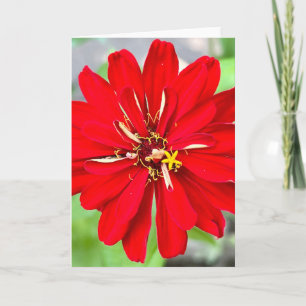 Photo of a Flower from New England Blank Greeting Card