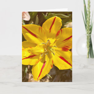Photo of a Flower from New England Blank Greeting Card